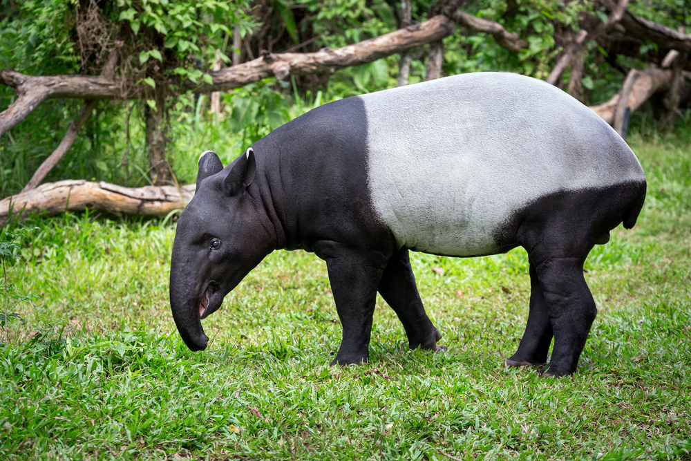 Tragisches Ende für jungen Tapir im Leipziger Zoo